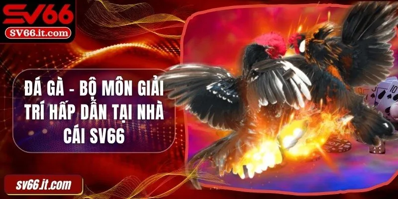 Đá gà - Bộ môn giải trí hấp dẫn tại nhà cái SV66